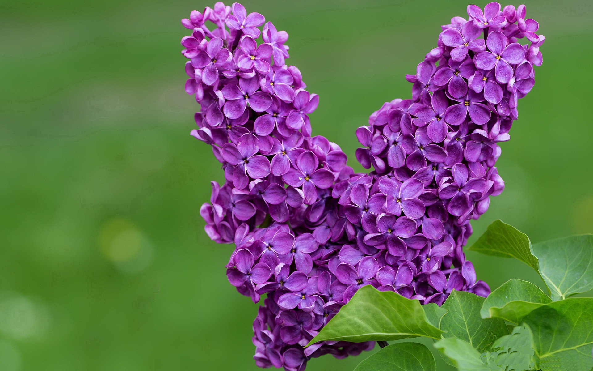 黑豹突袭,阿坎吉的非卖品宣言,撕碎国际米兰德比夜